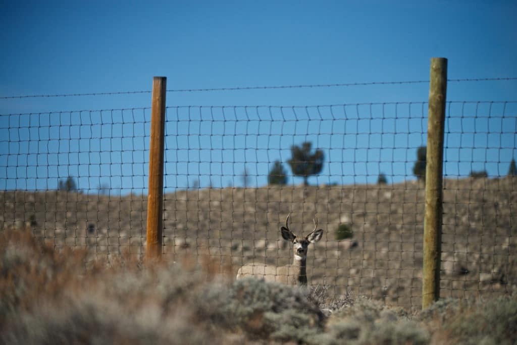 Deer at fence by Joe Riis