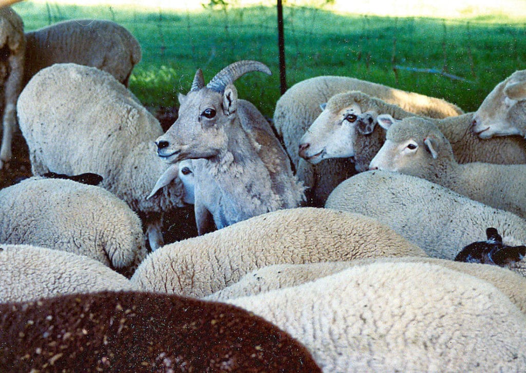Domestic sheep and Big Horn Sheep