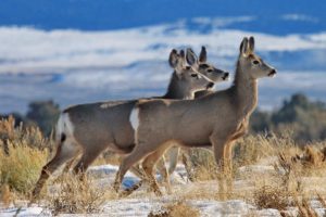 mule-deer-winter