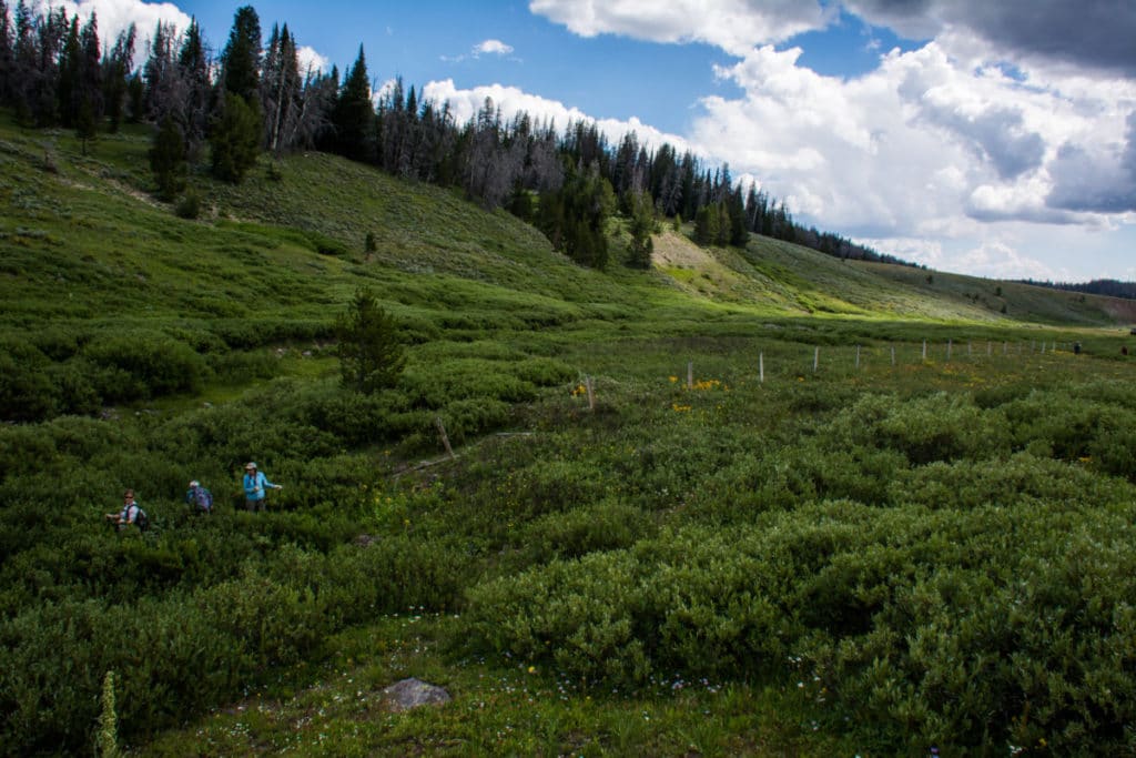 Removing Fence for Wildlife - Wyoming Wildlife Federation