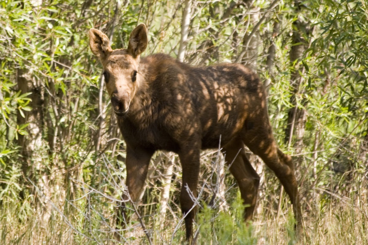 Science Friday: How are Wyoming's Moose Doing? - Wyoming Wildlife ...