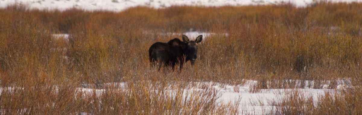 Science Friday: How are Wyoming’s Moose Doing?