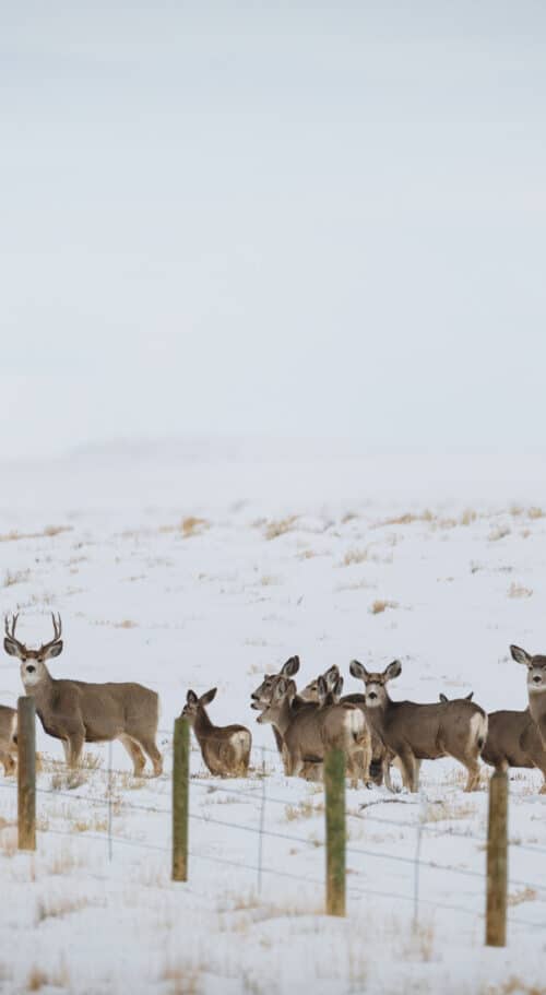 Migrating Deer Photo by David Frame