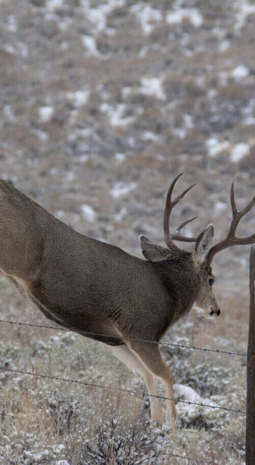 Deer Jumping Fence Red Desert To Hoback Migration