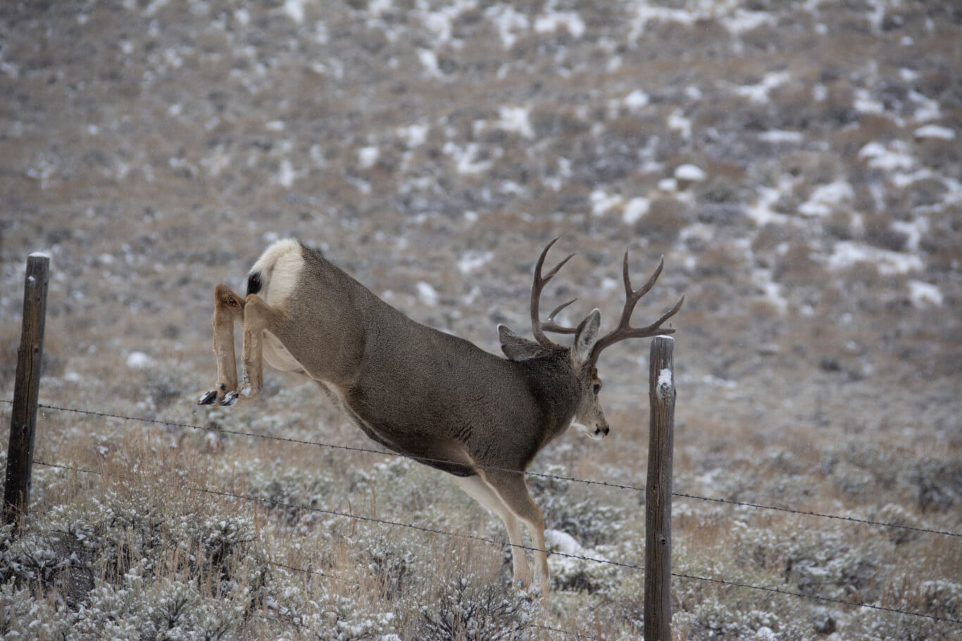 Deer Jumping Fence Red Desert To Hoback Migration