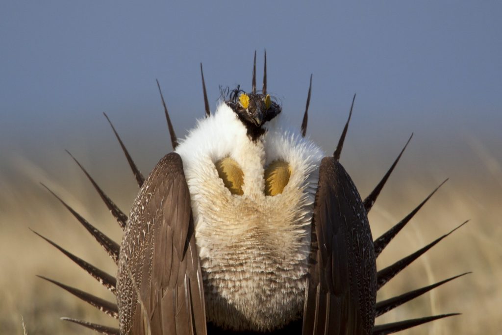 Protecting Wyoming’s Greater Sage Grouse Wyoming Wildlife Federation