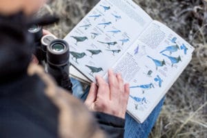 Bird-watching in Wyoming