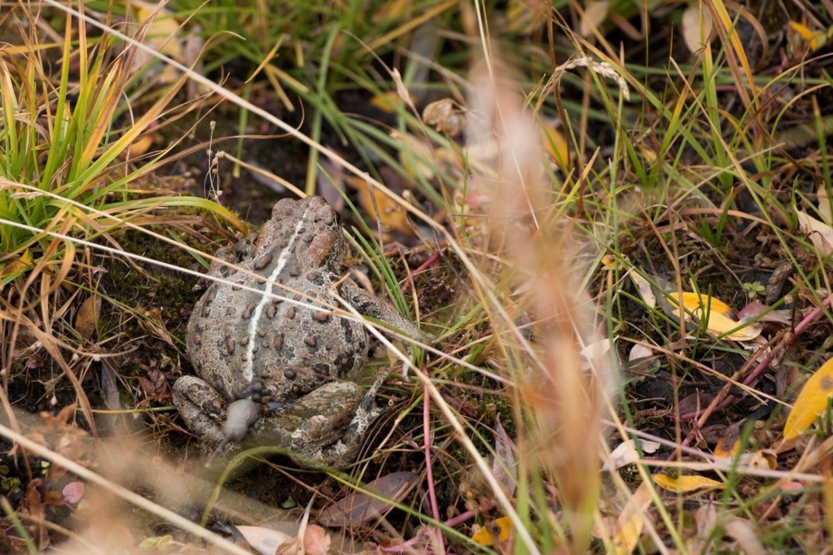 Science Friday: Boreal Toad Project Summary
