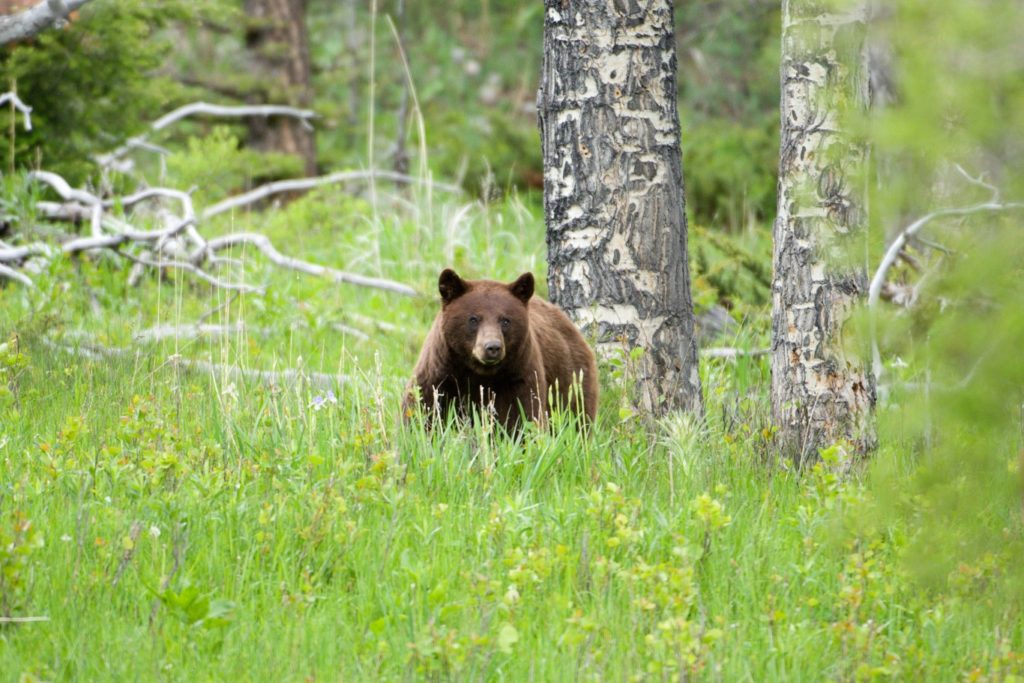 Can You Eat Grizzly Bear Meat?