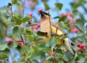 Cedar Waxwing Photo