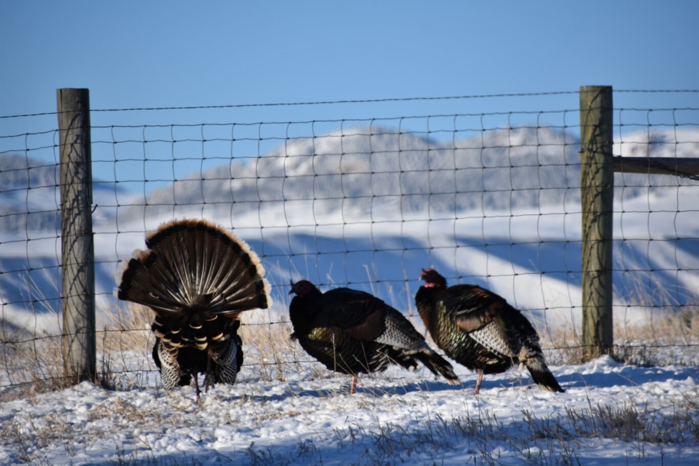 Unconventional Wyoming Turkey Tactics