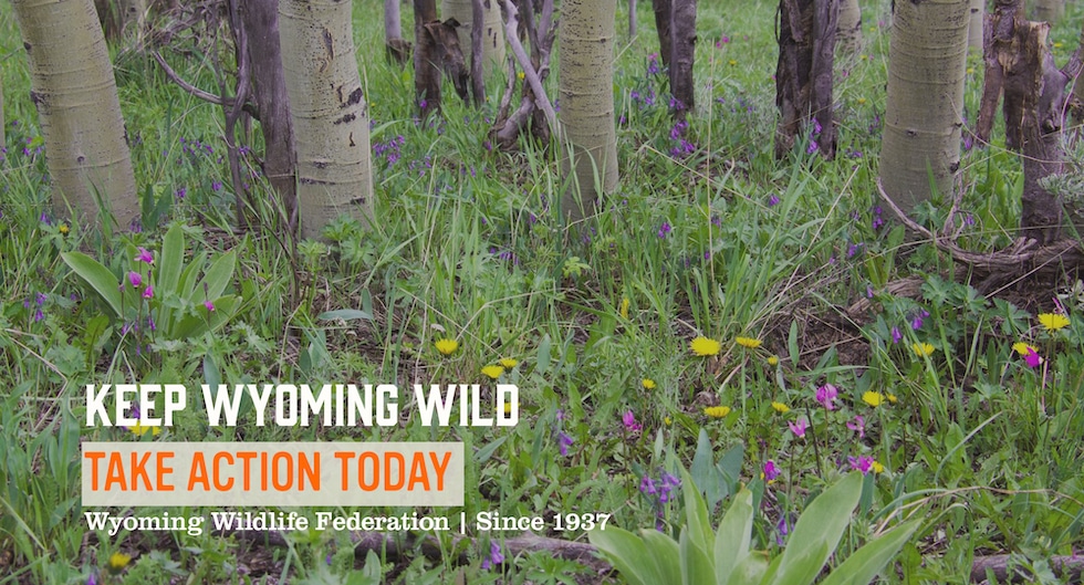 Keep Wyoming Wild Spring 2020