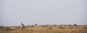 Mule Deer on a Skyline