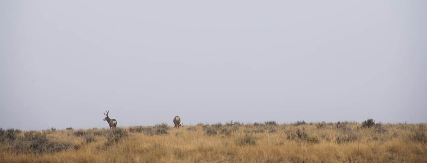 Mule Deer on a Skyline
