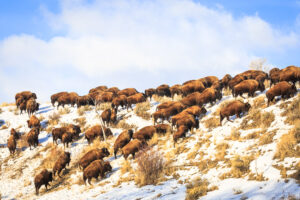 Bison in Yellowstone by Josh Metten Photography