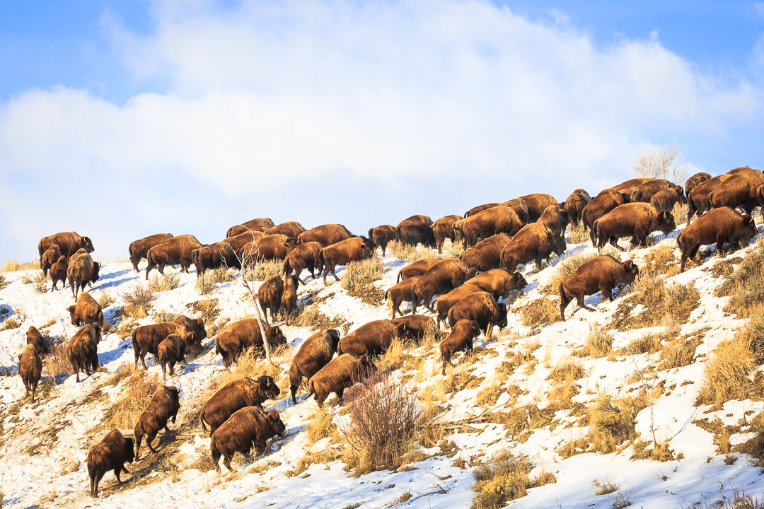 Baldes & Bison: What the Return of Buffalo Means to Native Peoples