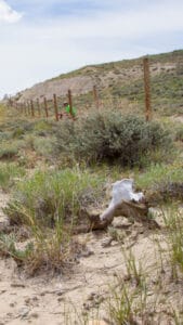 Pronghorn near Fencing Project