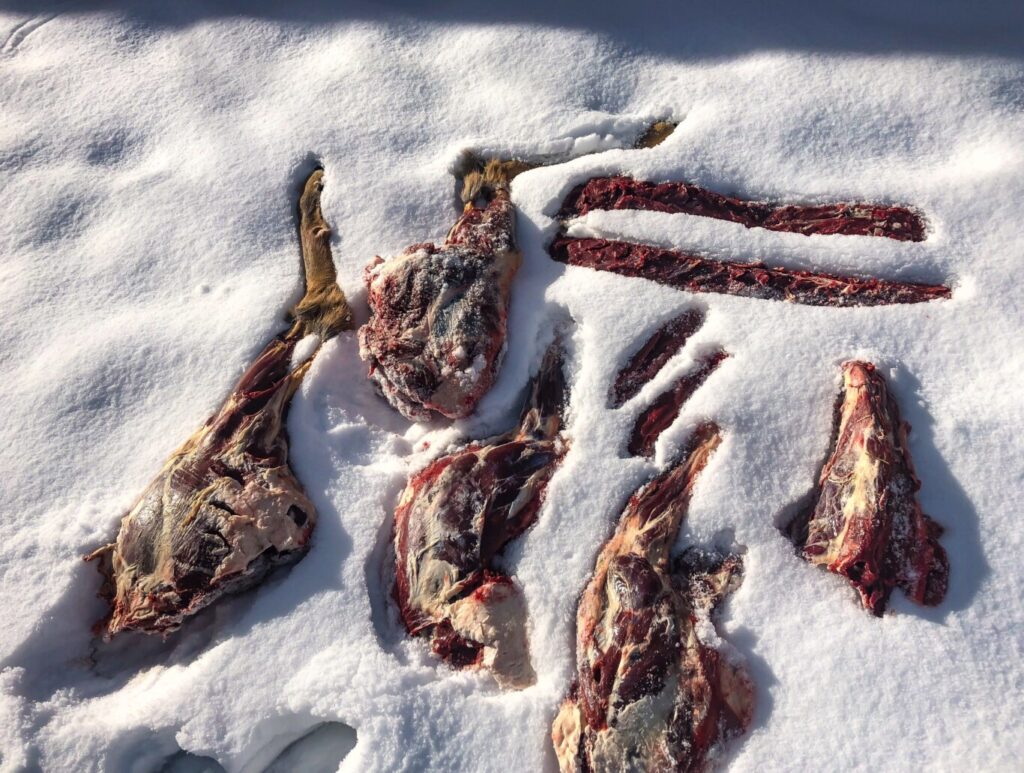 Whitetail Meat QUartered Out