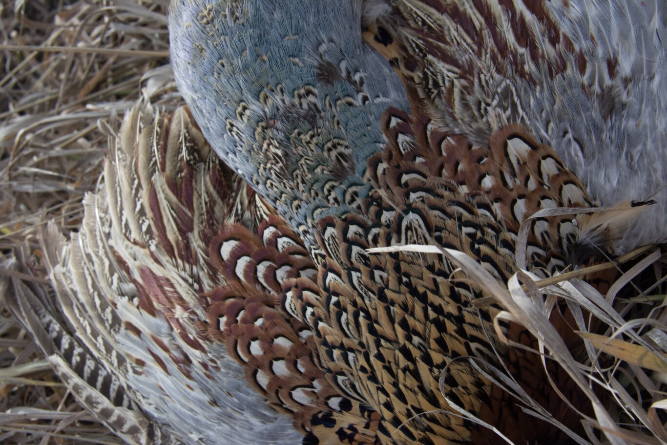 Tales from Summit to Sage: Havely Holt’s Phamily Pheasants