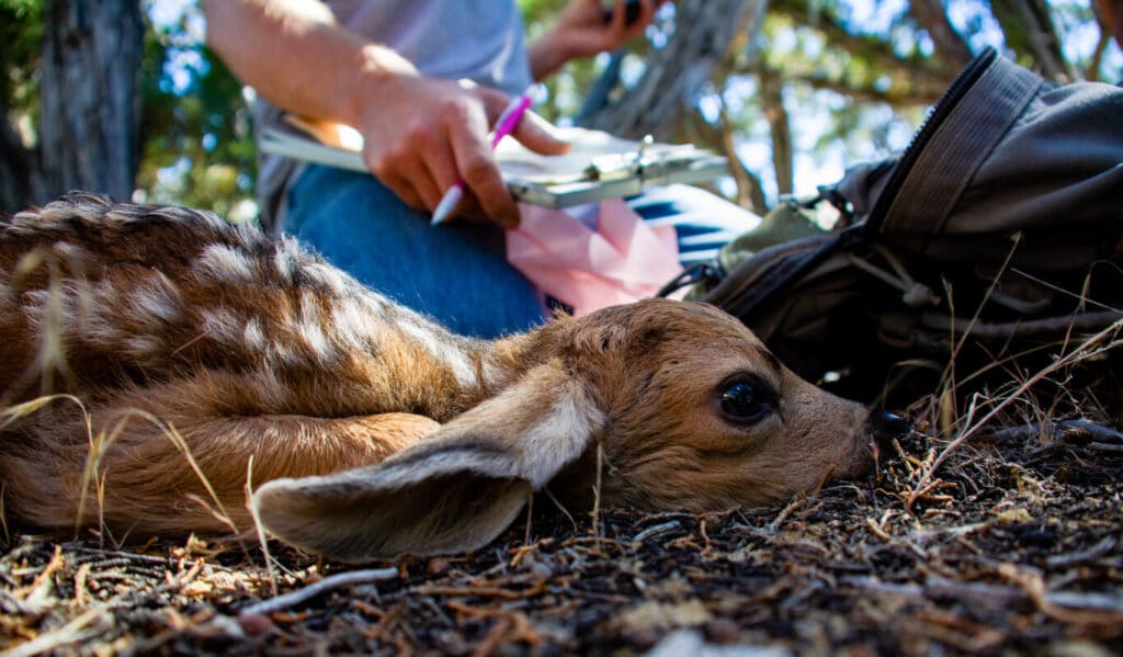 Fawn deer being collared for research.