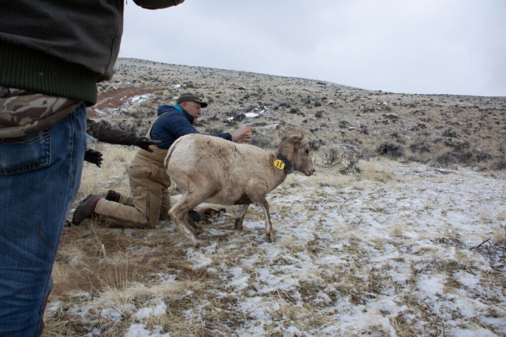 Steve Kilpatrick letting a captured and collared sheep go near Dubios