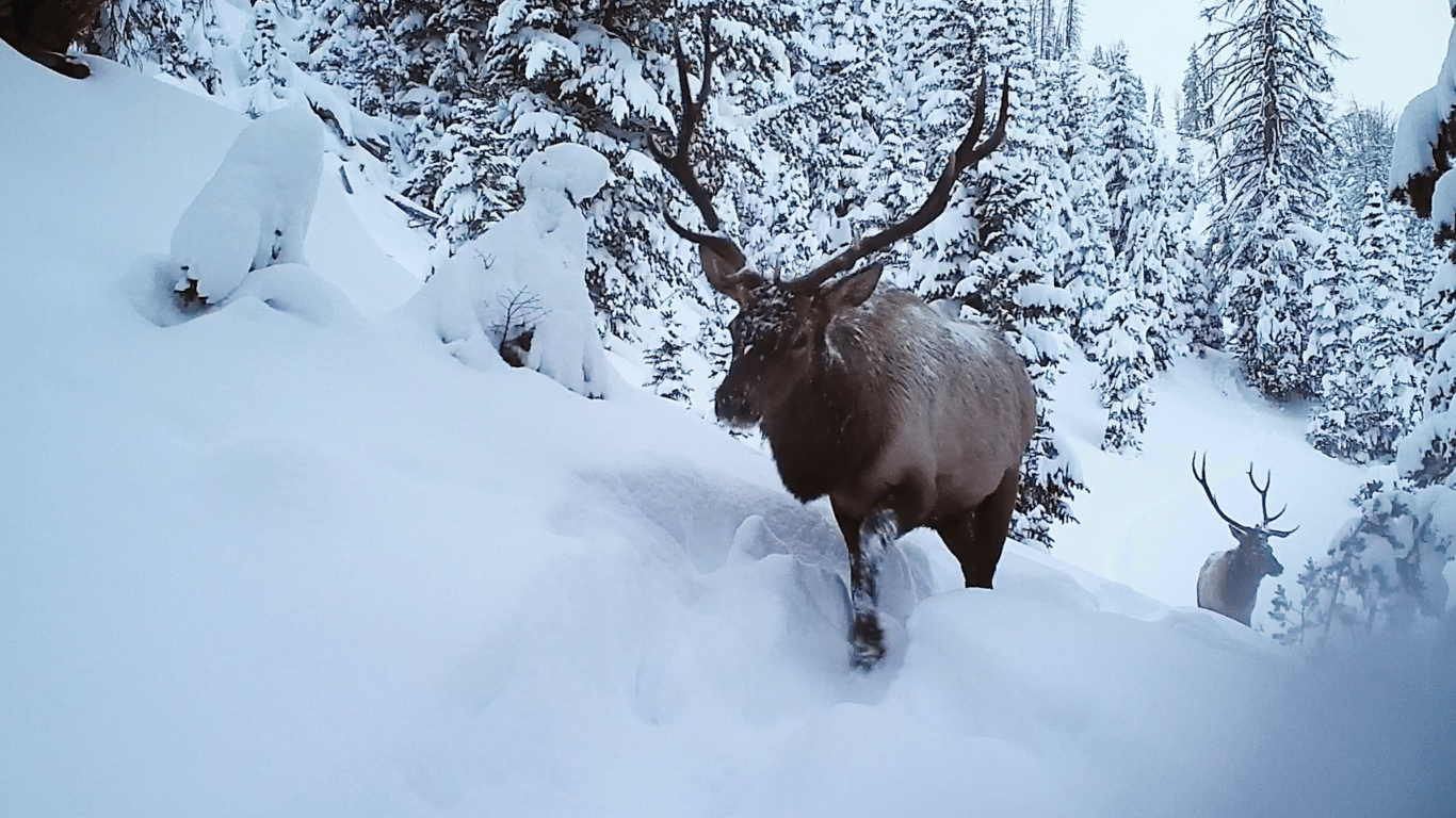 A pair of bull elk forge through snow along their autumn migration route near Dubois, Wyoming.