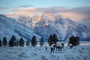 121720_Caribou_in_Grand_Teton