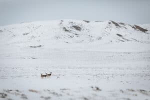 122120_David_Frame_Deer_Migration