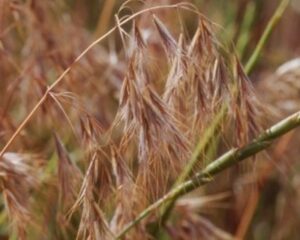 Cheatgrass photo