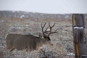 Mule_Deer_Behind_Wire