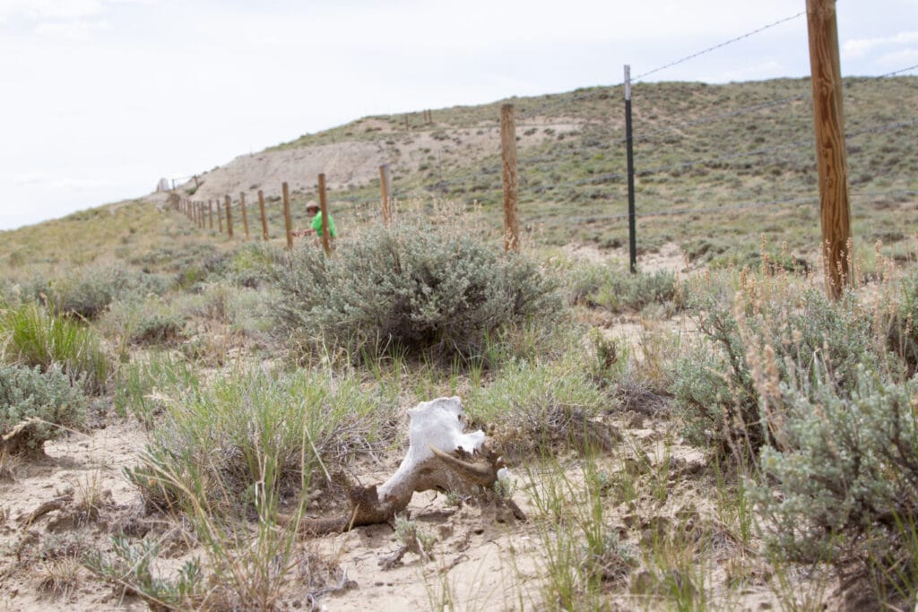 Dead Antelope Along Highway 28