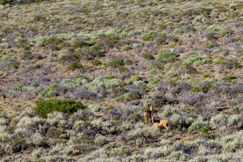 Two_Bucks_in the Sage Brush