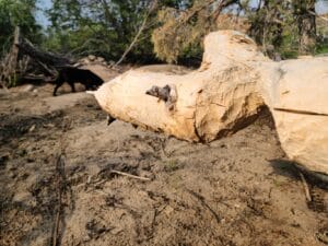 Beaver Chew Log