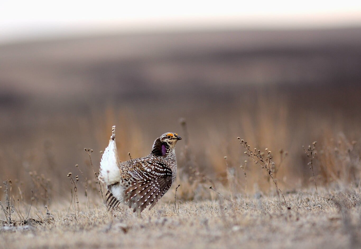 Wyoming’s Famous Grouse, Its Neglected Cousin, and a Threat to Both
