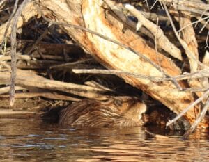adult beaver