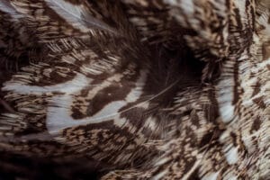 Wyoming Greater Sage-Grouse Feathers