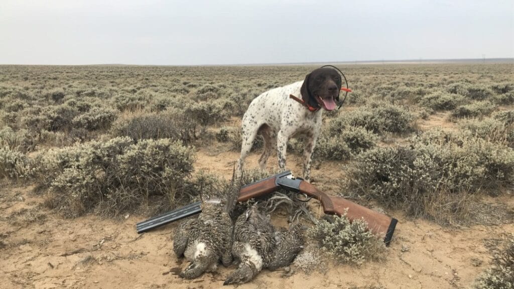Sage Grouse Hunting the Red Desert