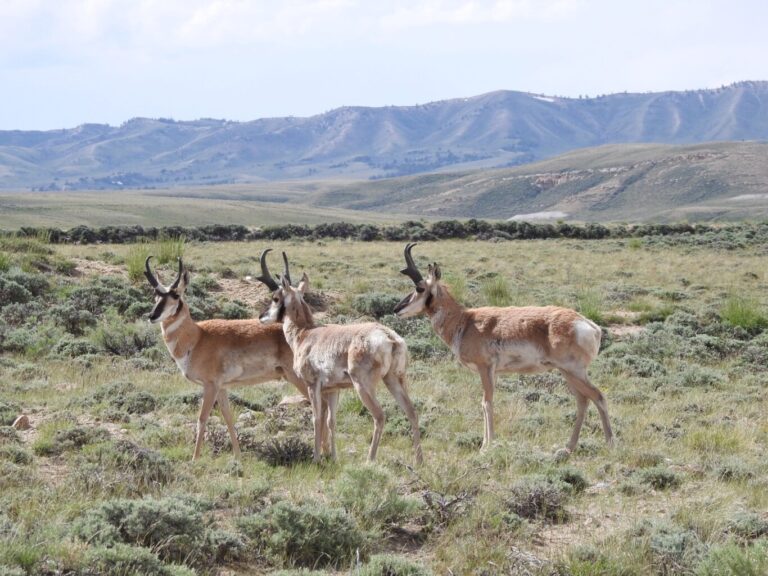 Untouched: The Wonders of the Red Desert - Wyoming Wildlife Federation