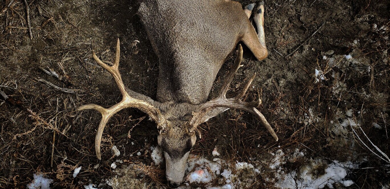 How the CWD Research and Management Act Will Help Wyoming