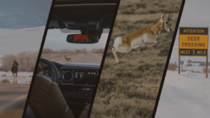 Wildlife Crossings Header Image