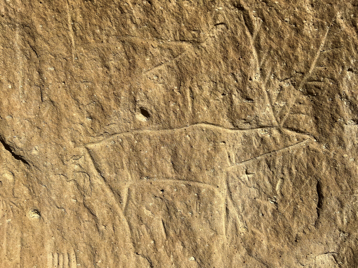 White Mountain Petroglyphs