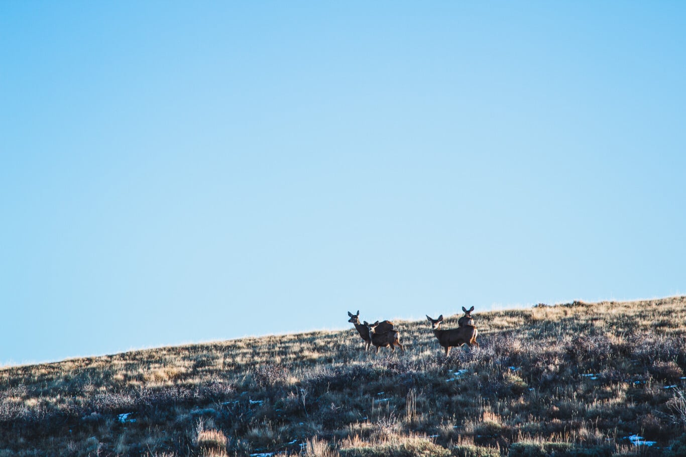 Mule deer in south-central Wyoming on BLM Lands.