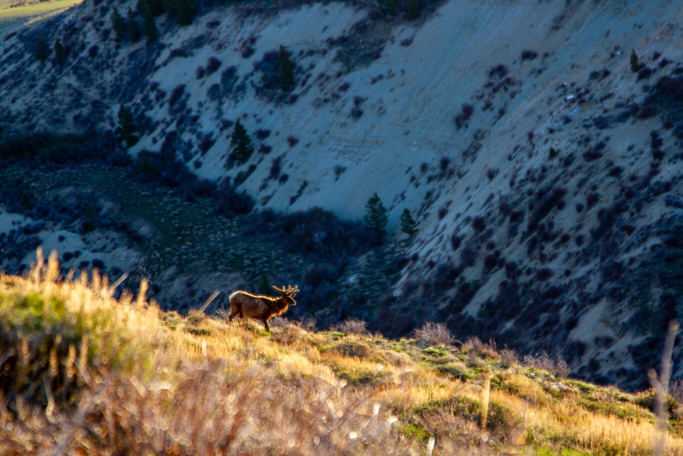 Home Wyoming Wildlife Federation