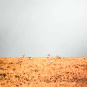 Herd of Pronghorn Bucks