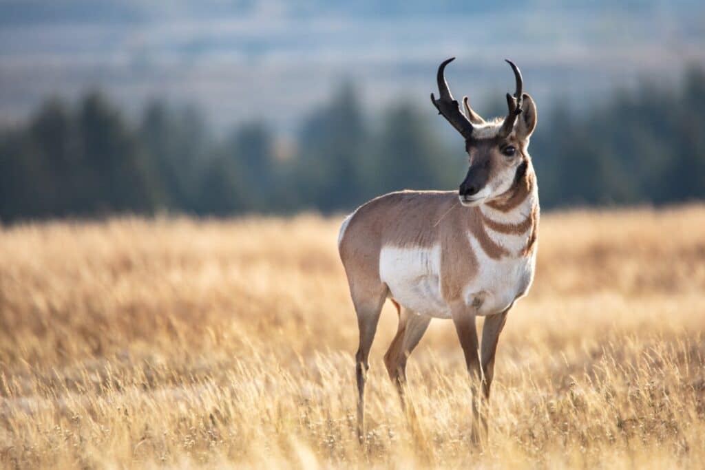 Pronghorn in grass