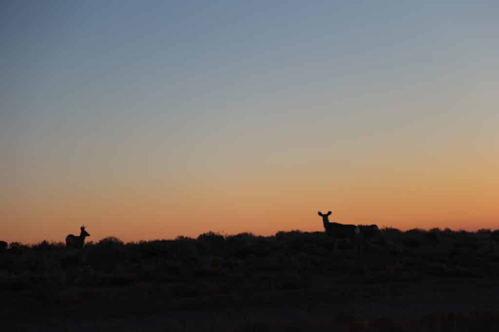 Big Sandy Mule Deer