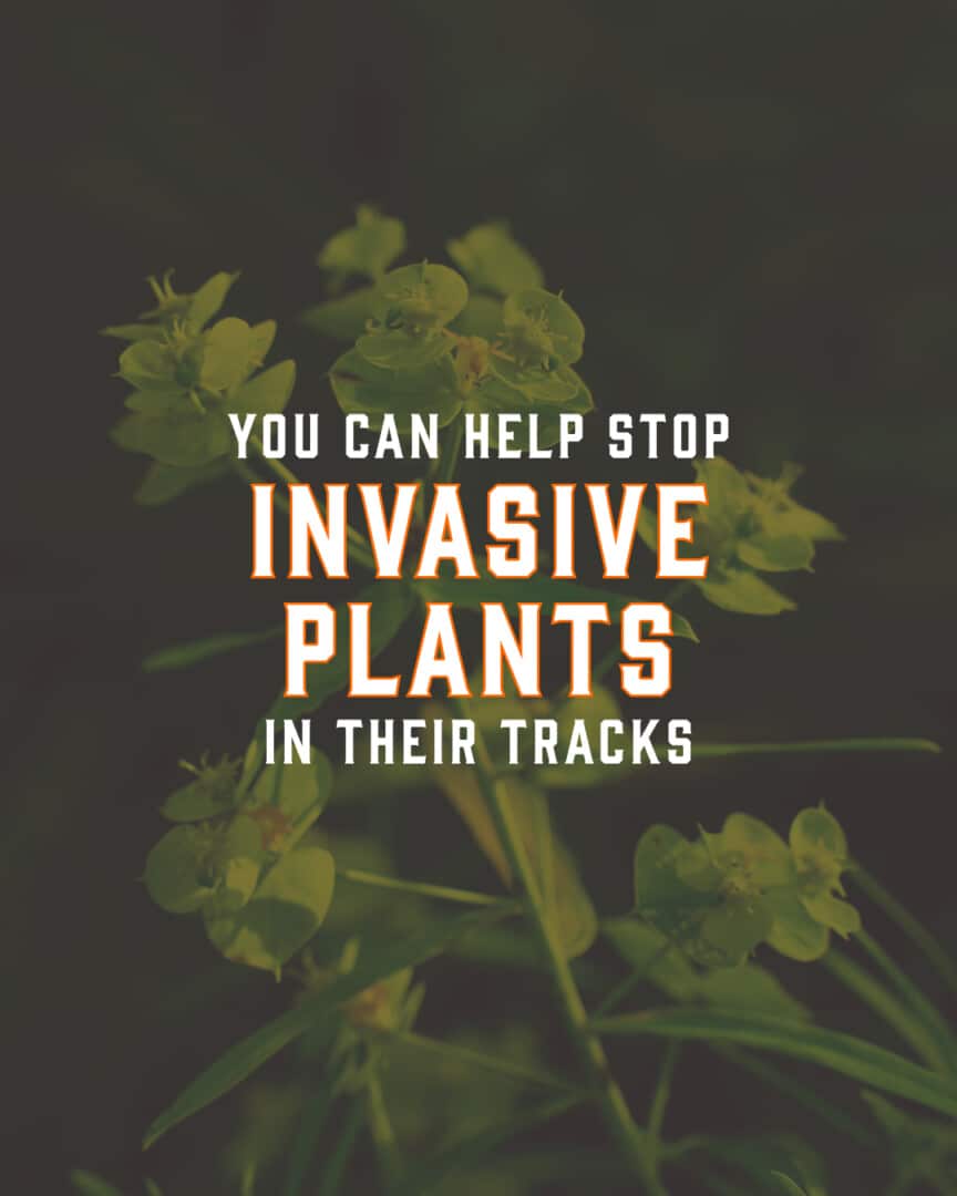 Invasives Social-1