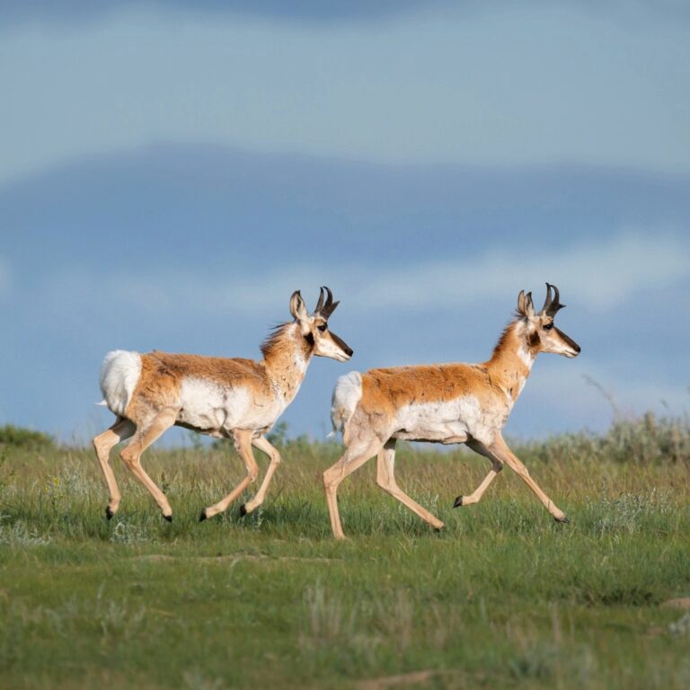 Wyoming Wildlife Study Navigating the Local Landscape: A Resource Guide