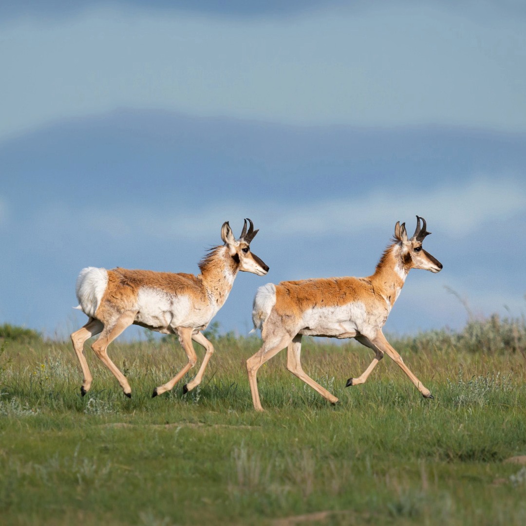 Pronghorn Pronghorn