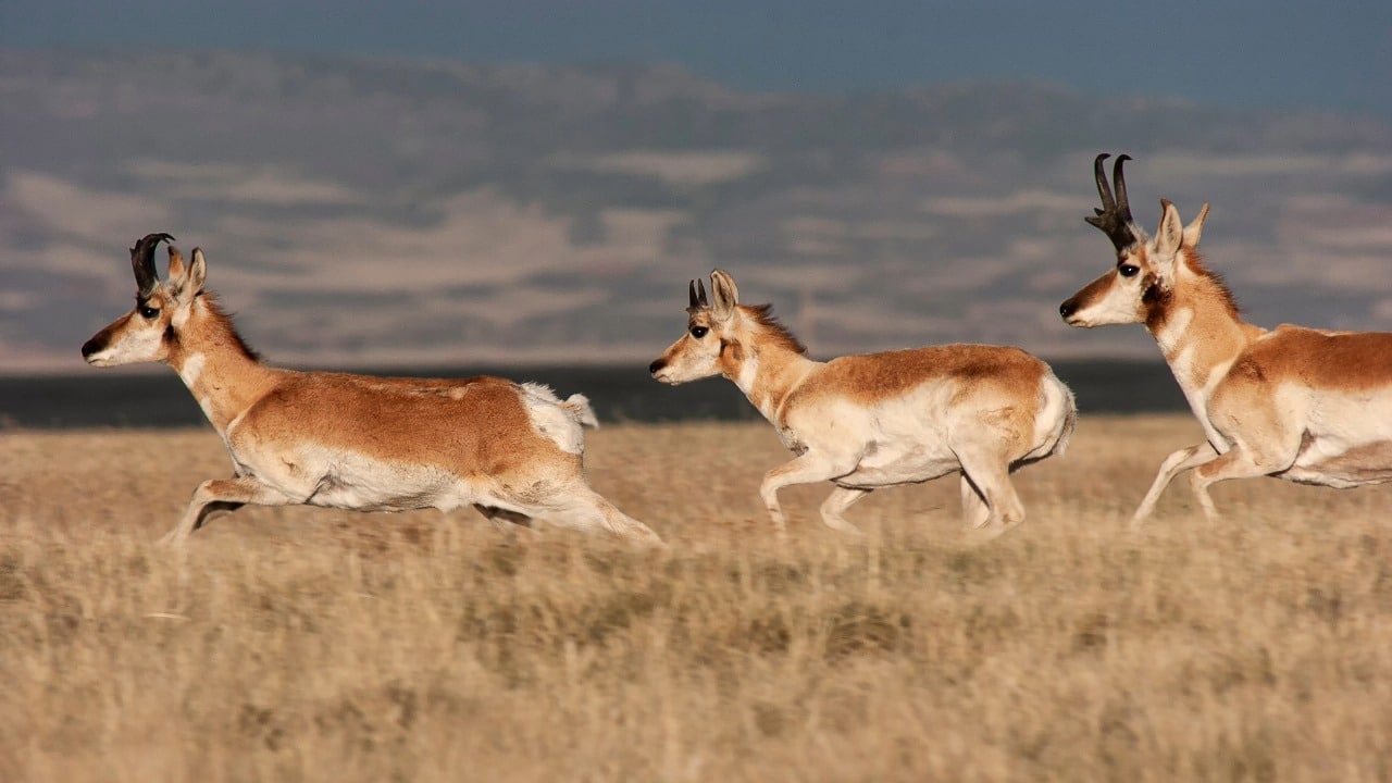 Pronghorn 2